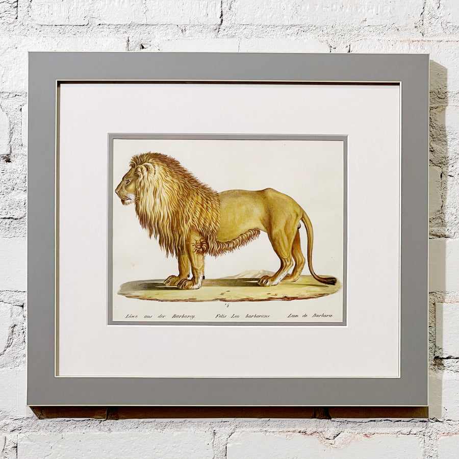 C. 1800s Animal Illustrations Framed 11