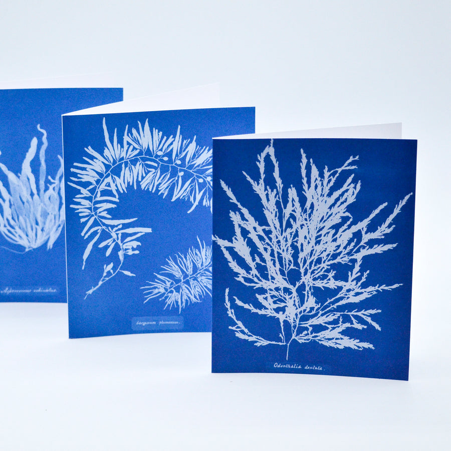 Sunprint Notecards