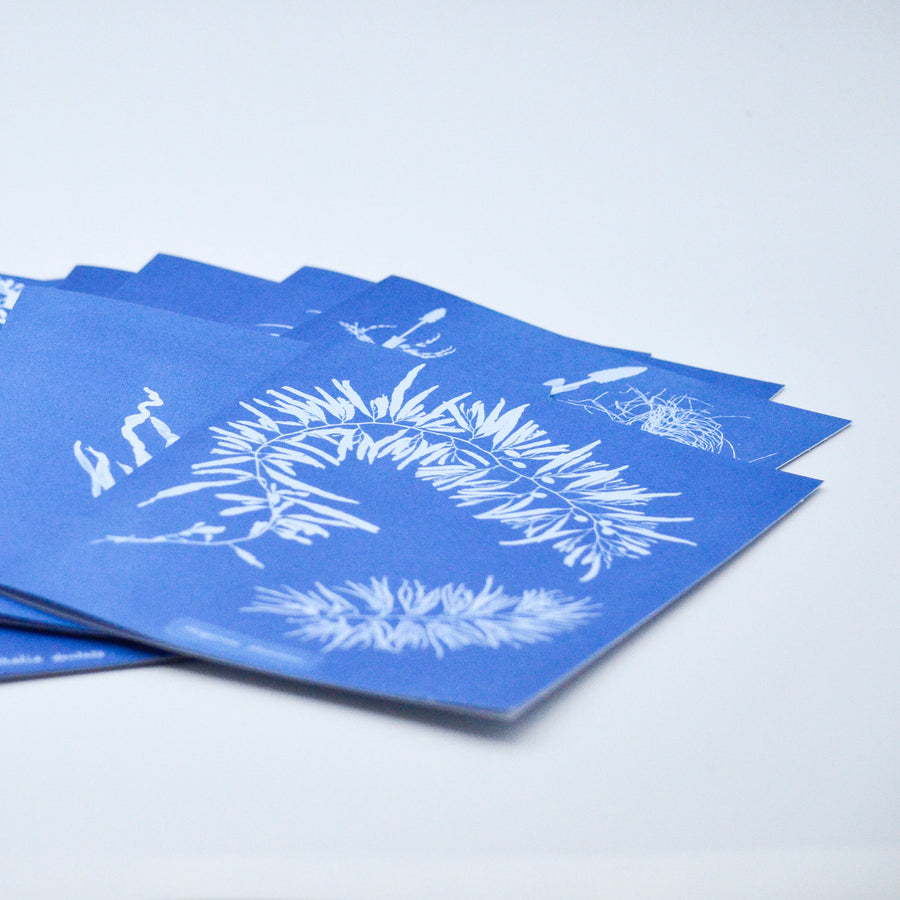 Sunprint Notecards